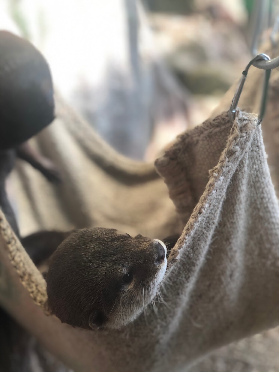 アニマルコミュニケーションいたします 愛犬、愛猫が何を考えているかちょっと聞いてみませんか？ イメージ1