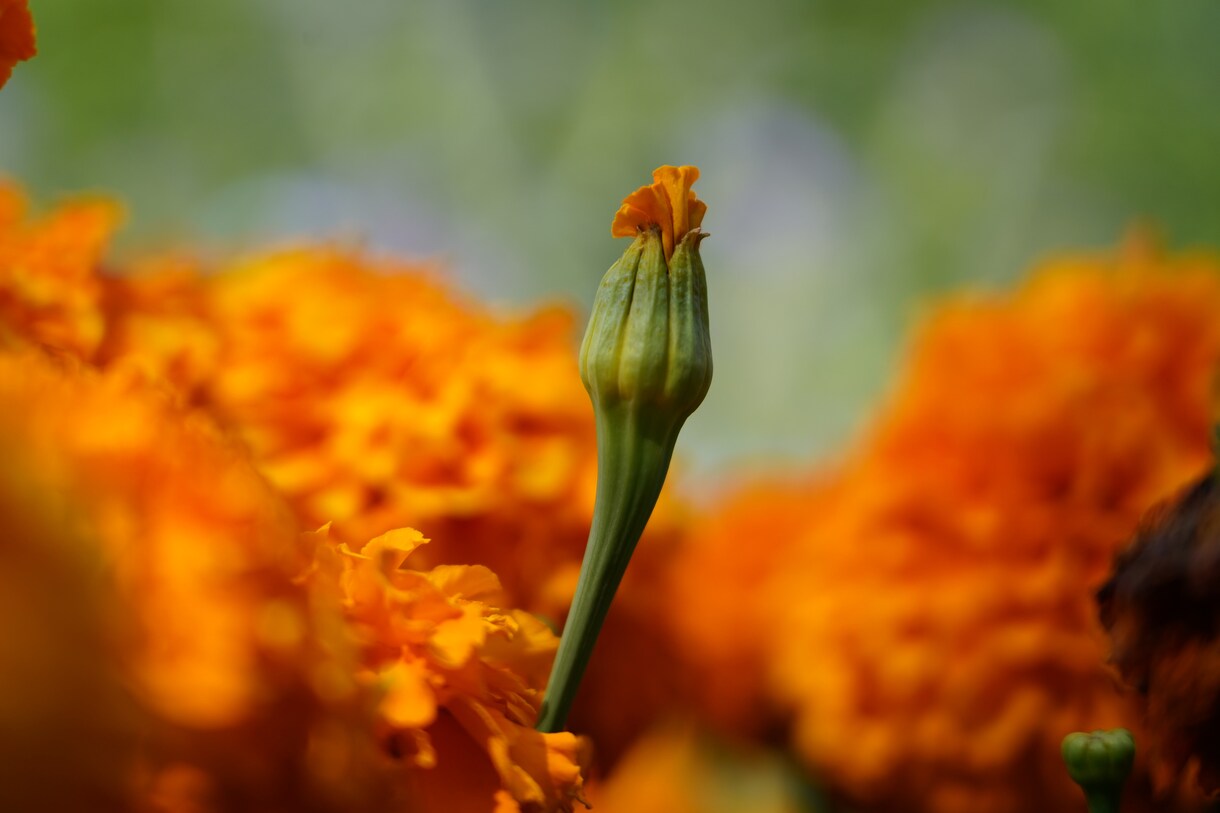 ワンランク上のお花写真★被りにくい写真提供します "綺麗なボケ味"（33種セット）著作権フリー写真素材ご提供 イメージ2