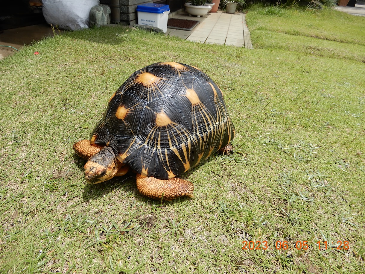 カメ(世界のカメ)のことなんでも相談のります 世界中のカメを飼育してきた私に飼育していてもこれからの方も イメージ1