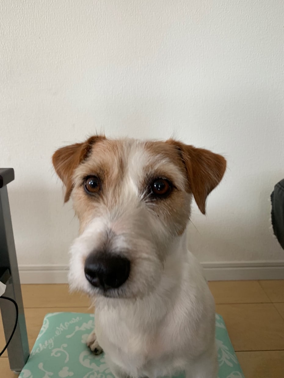 多頭飼い等犬の飼育悩み相談にのります ペット介護士資格あり。犬4匹飼ってます。 イメージ2