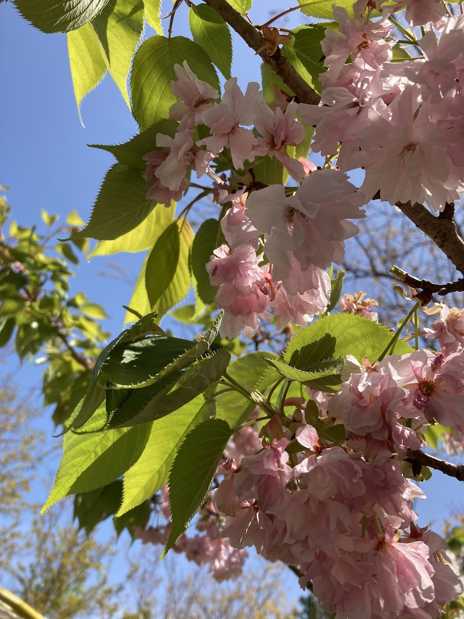 あなたの心の中の石ころを出させます とにかく聴きます！話してすっきりしませんか？？ イメージ1