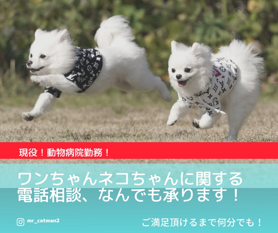 動物病院勤務！ワンちゃん猫ちゃんの飼育相談のります 犬猫の疑問、しつけや悩み相談、雑談なんでも受け付けます。 イメージ1