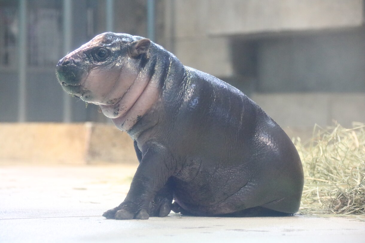 動物園・水族館の撮影代行を致します 可愛い生き物の写真をお届けします イメージ1