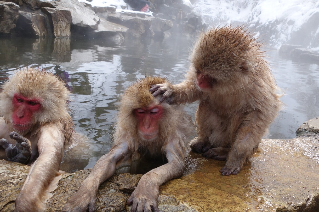 誰かと話たいなという時、いつでもお話相手になります 独りでつまらない、寂しい時の気分転換に イメージ4