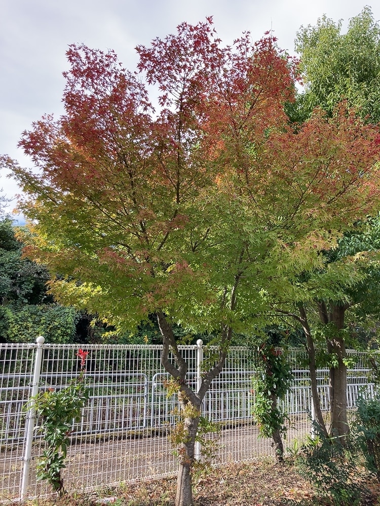 複雑恋愛限定♡お相手のお気持ち視ます 年の差・既婚×独身・立場の違い・推し×ファンなど複雑恋愛限定 イメージ1
