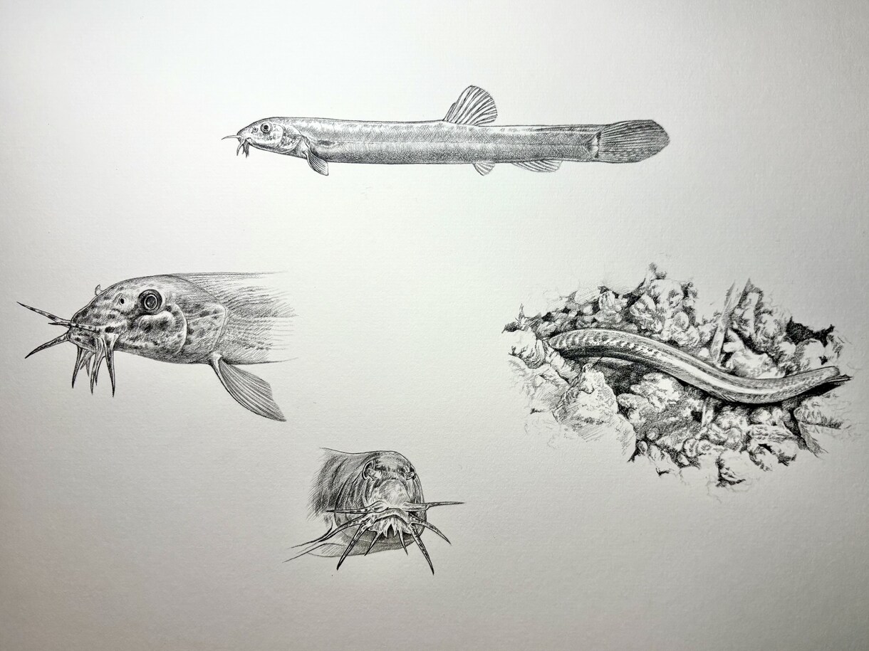 プロが世界に一枚のリアルなペット鉛筆画を描きます 昆虫・魚類・両生類・爬虫類・鳥類・哺乳類まで全対応します イメージ4