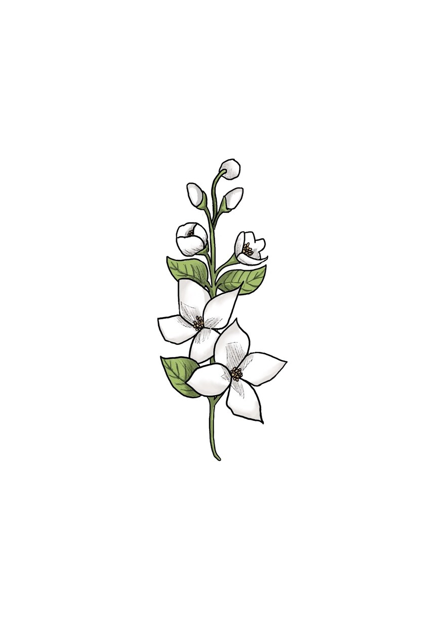 お花のイラスト描きます あなたのお気に入りの花のイラストを描きます！ イメージ4