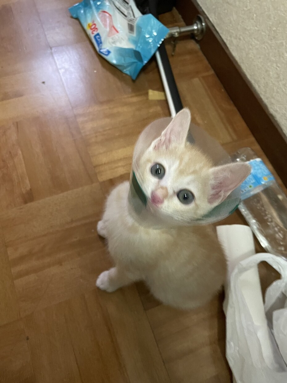 ペットを亡くして行き場のない心癒します ペットを亡くし心に空いた穴、ゆっくり塞いでいきませんか？ イメージ1