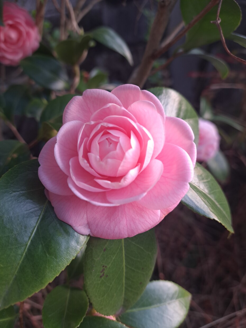今すぐ誰かに聞いて欲しい❣️その思い受け止めます ～また笑顔で頑張れるように全力でお手伝いさせて下さいꕤ୭ イメージ8