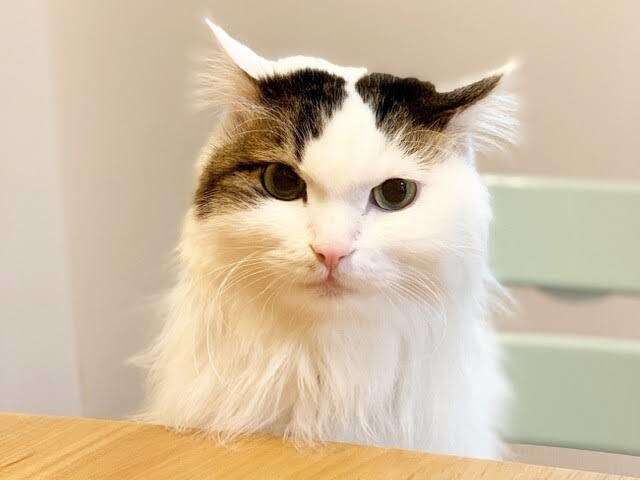 同業者必見！治療家の為のお悩み相談をします 患者様を治すことや、就職前後の相談。なんでも構いません！！ イメージ7
