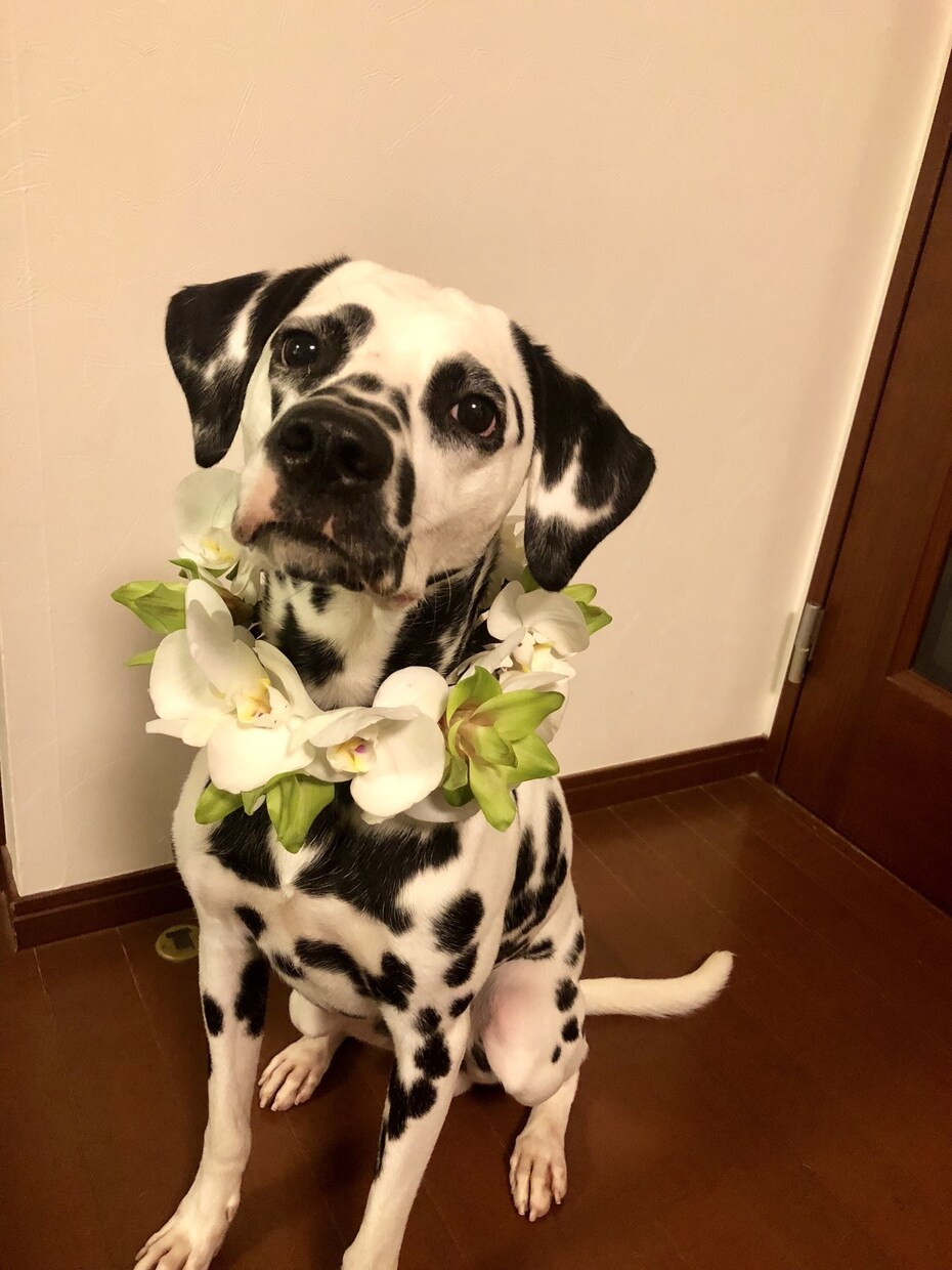 ワンちゃん&ネコちゃんの生花の首飾りを作ります 大切な家族の一員！記念にお写真を！ イメージ7