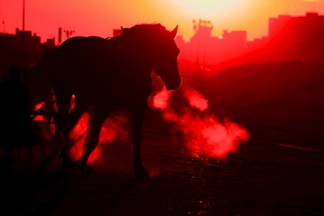 競走馬（一口クラブの募集馬）の血統診断を承ります 一口馬主の募集馬の血統診断を行います。 イメージ3