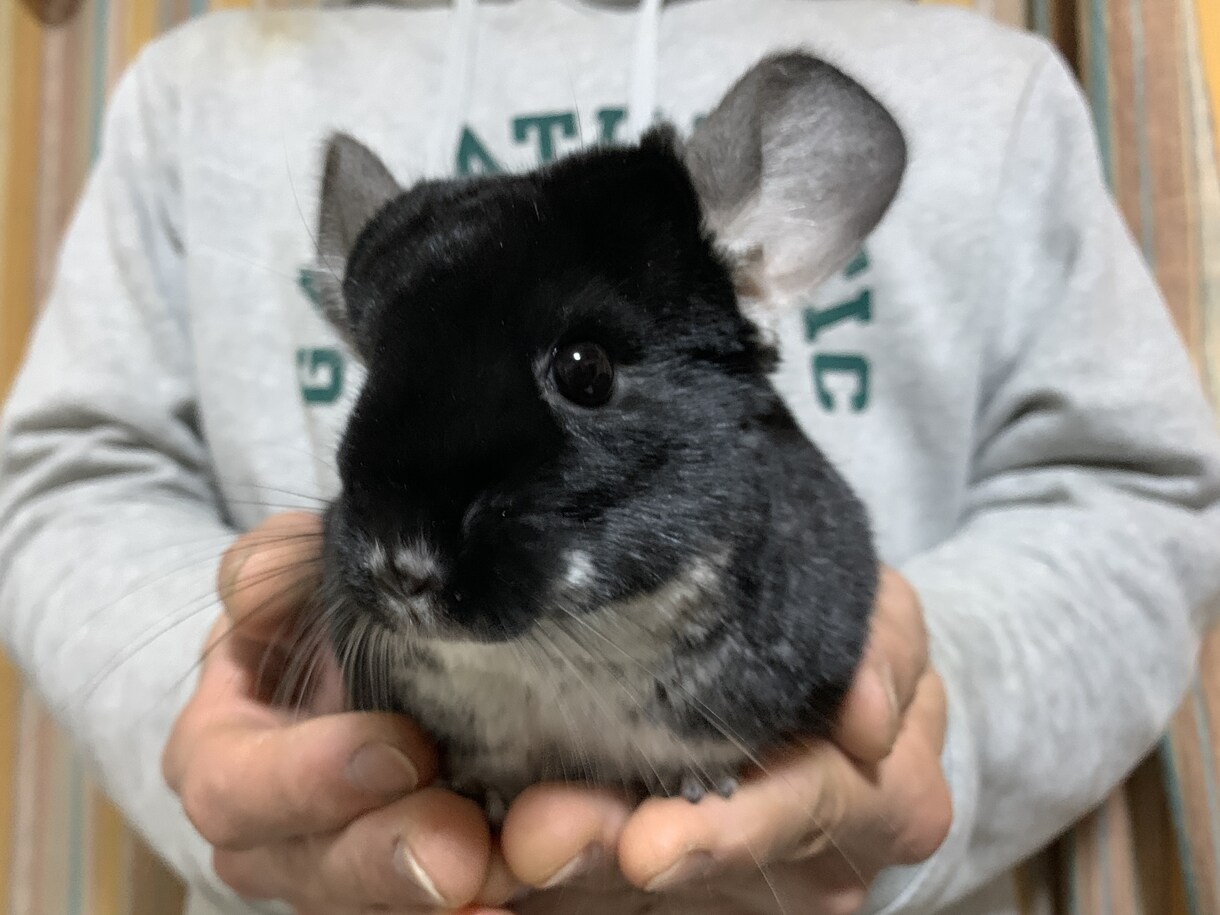 小動物を初めて飼う方、プロが一から教えます プロのペットショップ店員が小動物の飼育をサポート致します イメージ2