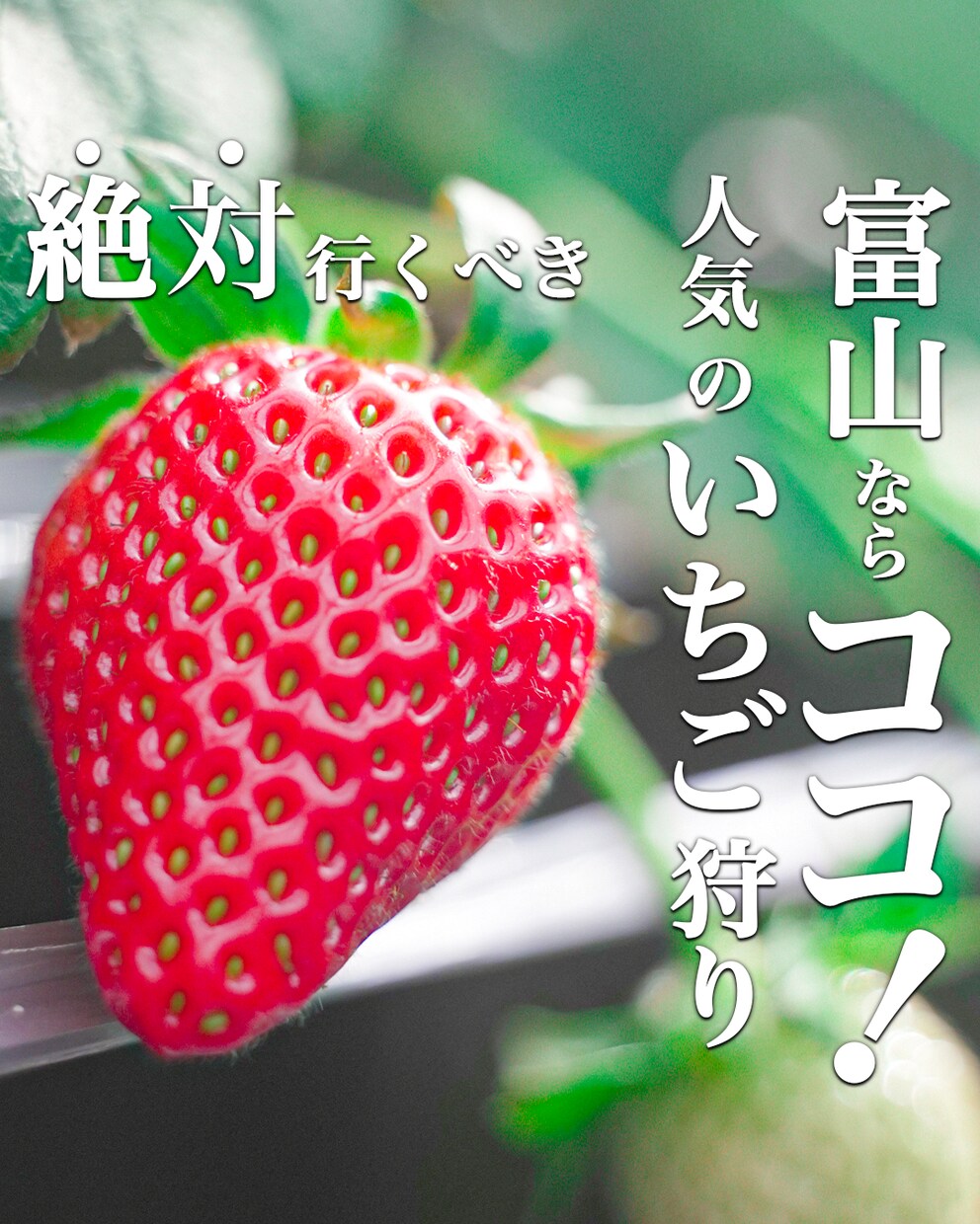 SNSのプロが投稿作成・リール動画・運用を致します リール動画を使った投稿作成や、文字を入れた画像作成を致します イメージ4