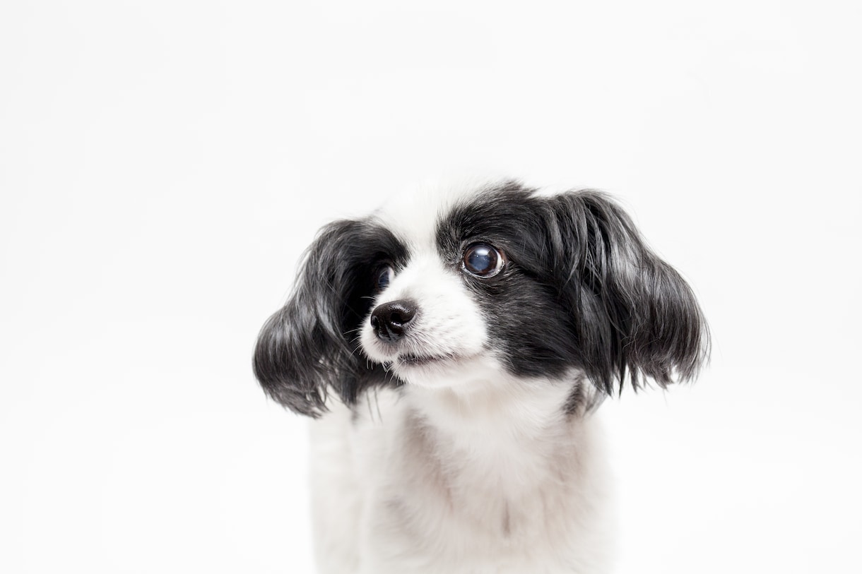 愛犬との家族写真ご自宅でもできます ご自宅でスタジオクオリティの家族写真を。 イメージ1