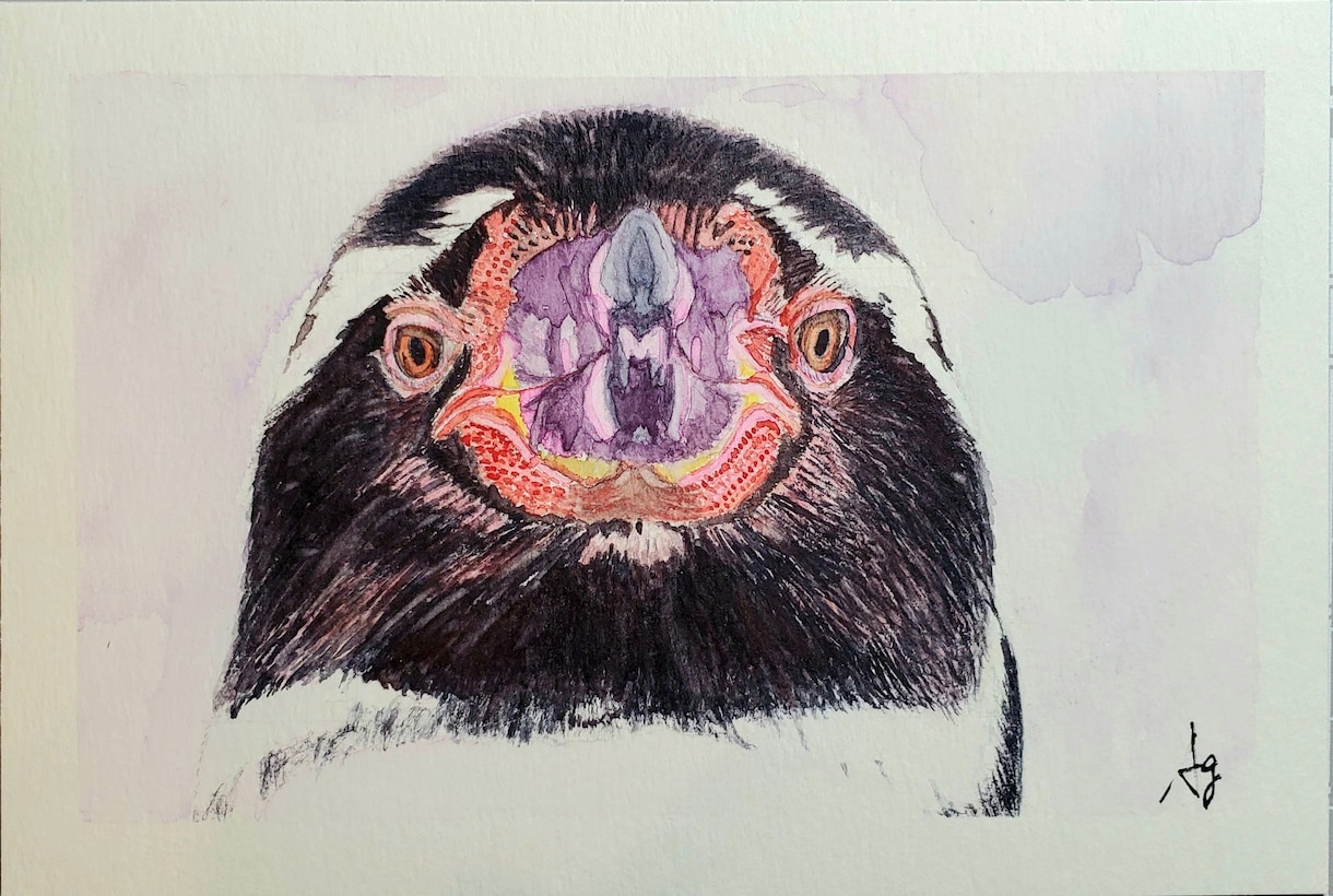 主にペンギンを描いてます 透明水彩を使用してペンギンの絵を描きます。 イメージ1