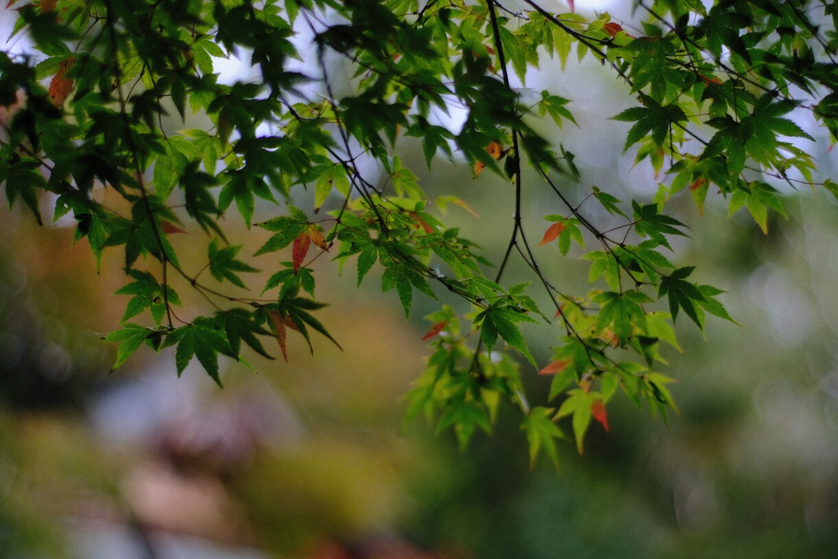 森林写真提供します 森林、紅葉前に写真です。よろしくお願いします。 イメージ3