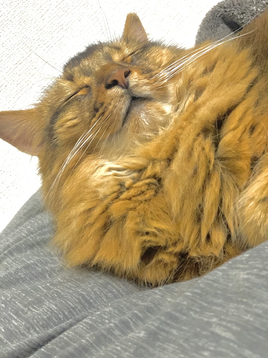 猫ちゃんワンちゃんのお名前考えます 猫ちゃんワンちゃんにピッタリなお名前一緒に考えます！ イメージ1