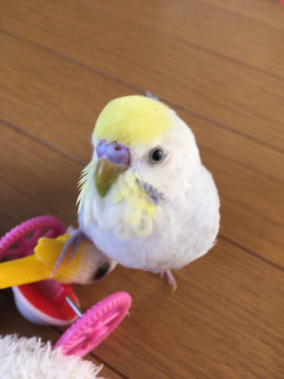 あなたとペットの笑顔のために癒しをお届け致します 愛するペットとの絆を深め、心と心を繋ぎ愛を育むヒーリング イメージ4