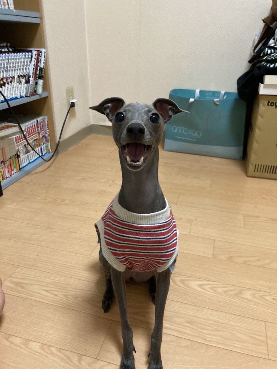 かわいいペットのイラスト作成します 愛犬家の皆様！SNSの画像などに イメージ2