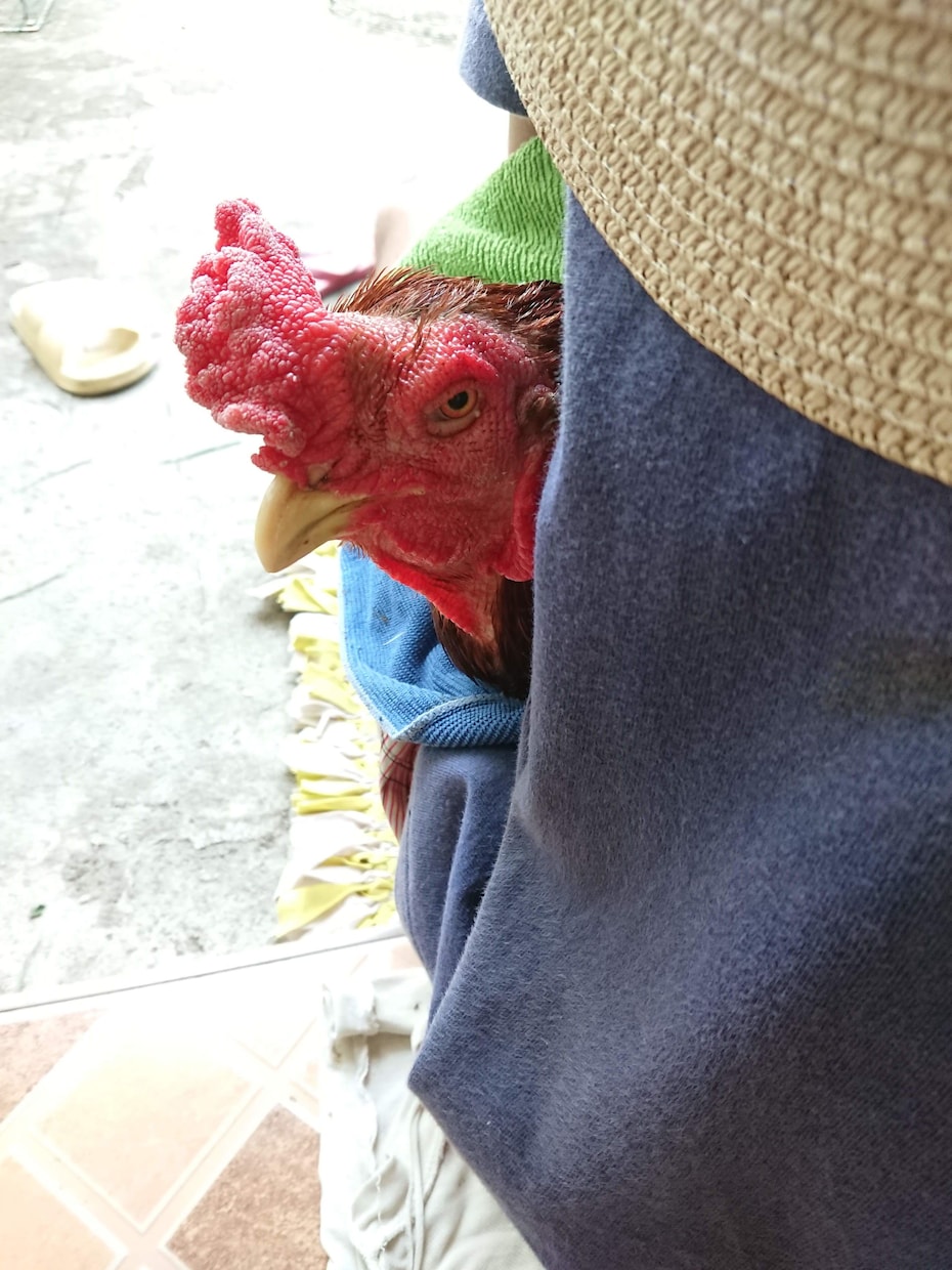 ペットの気持ちや運命をインド占星術で解明します ペットに関するご相談はインド占星術ですっきり解決！ イメージ3