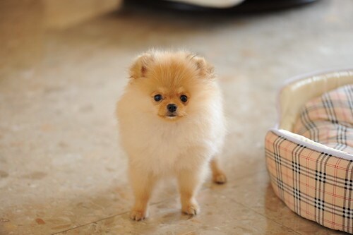 獣医師が犬猫との暮らしの疑問にお応えします 複数の動物診療施設に携わる現役獣医があなたの疑問に応えます！ イメージ5