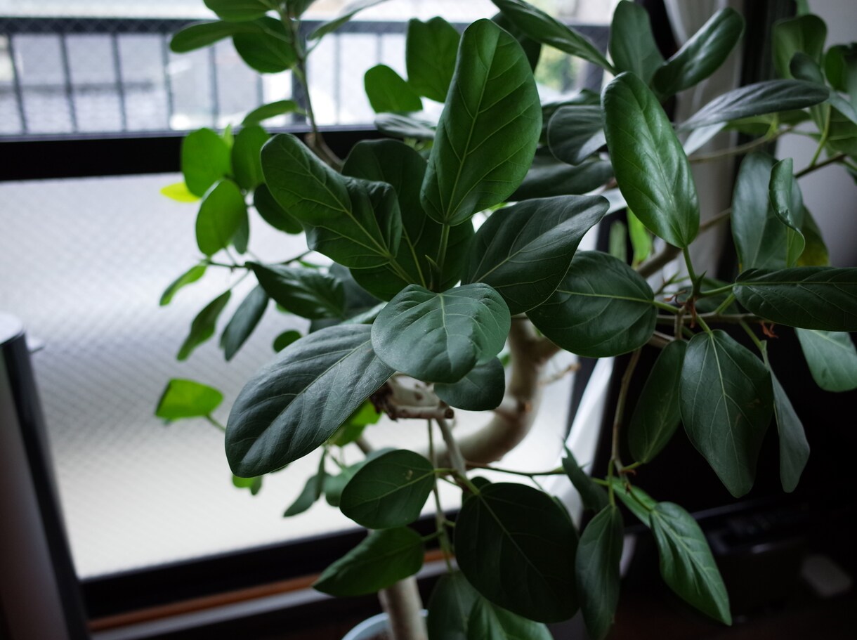 観葉植物育成の相談に乗ります 葉が全部落ちたガジュマル、ヒョロヒョロのパキラが復活！？ イメージ1