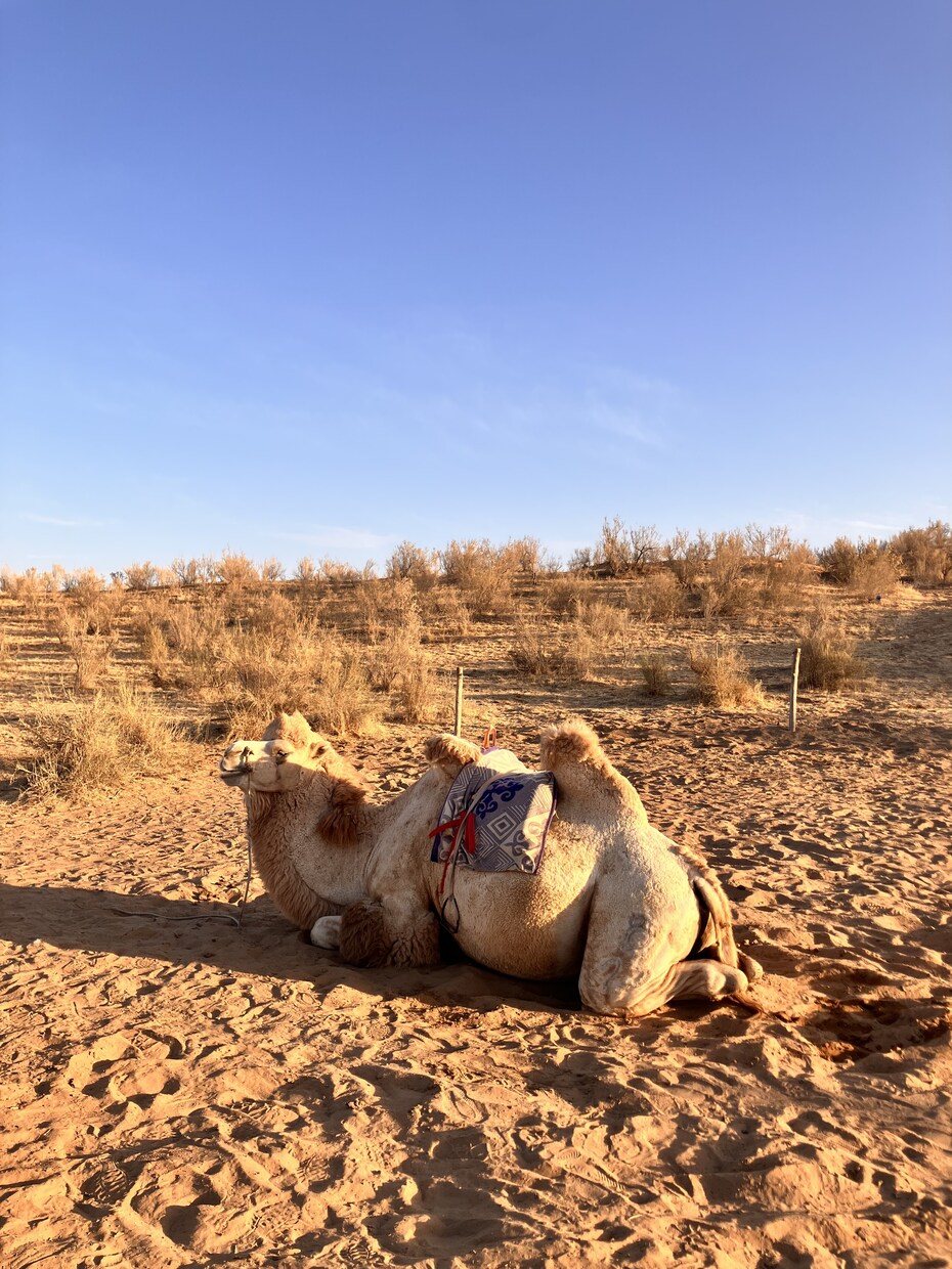 ウズベキスタン旅の相談なんでも乗ります 初ウズベキスタンでも安心。都市間移動と見どころを整理します イメージ6