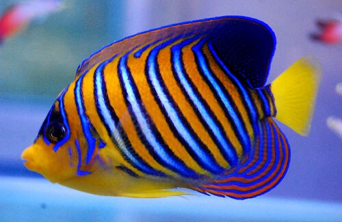 失敗しない海水魚の育て方教えます 初めから教えます！元気な海水魚・死なせない海水魚 イメージ1