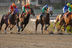 浦和競馬・究極の馬券術教示します 地方競馬に興味のある方。少投資で高額配当を望まれる方。 イメージ1