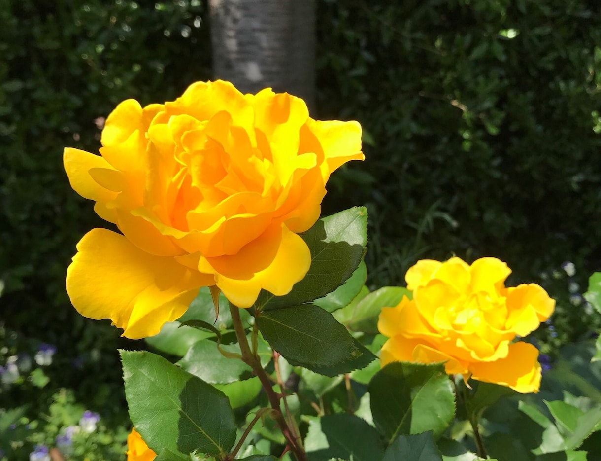 メンタルブロック☆を解除します 人生を変えたい自分をかえたい☆才能を開花したい☆あなた様へ イメージ2