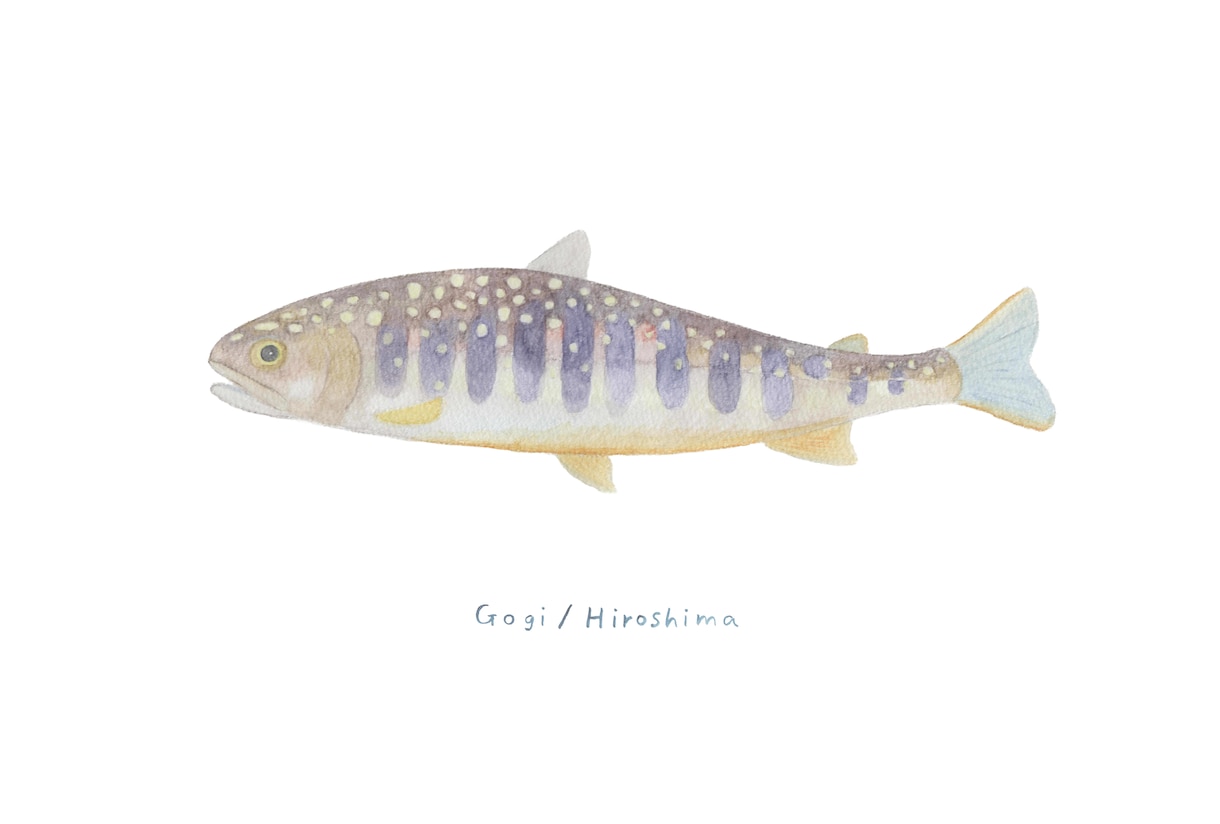 釣った渓流魚を透明感のある水彩で描きます 川ごとに違う色と模様を、水に溶ける色鉛筆で一枚に イメージ8