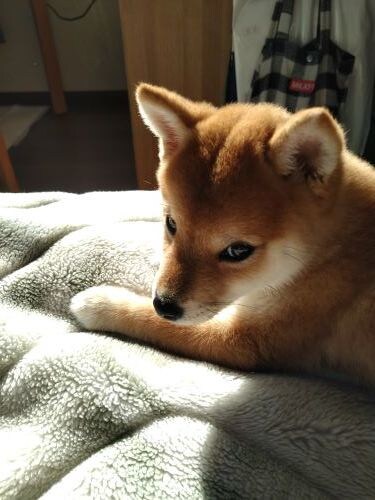 ご自身の悩みをヨガ的な観点から、相談にのります ～メンズヨガセラピストと柴犬ラヴが担当するよ～ イメージ8