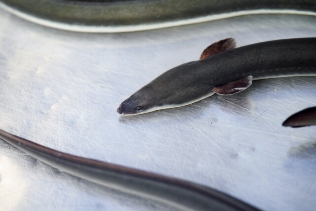 簡単仕掛けで、天然ウナギ釣り方教えます 初めてでも、仕掛け作れて針まで結べ、釣り方まで解説してます イメージ1