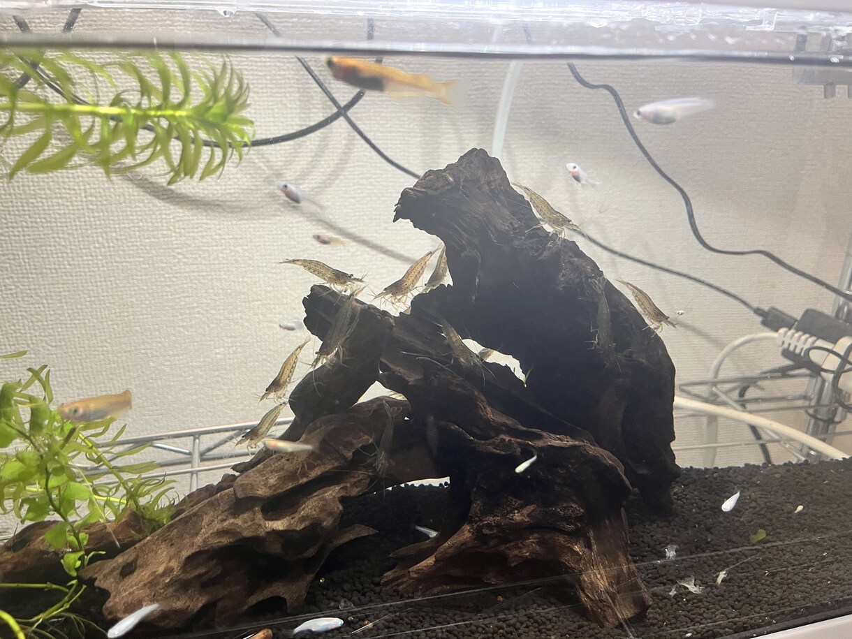 メダカ～熱帯魚まで相談のります 初心者でも簡単に心の癒しを味わいましょ！！ イメージ3