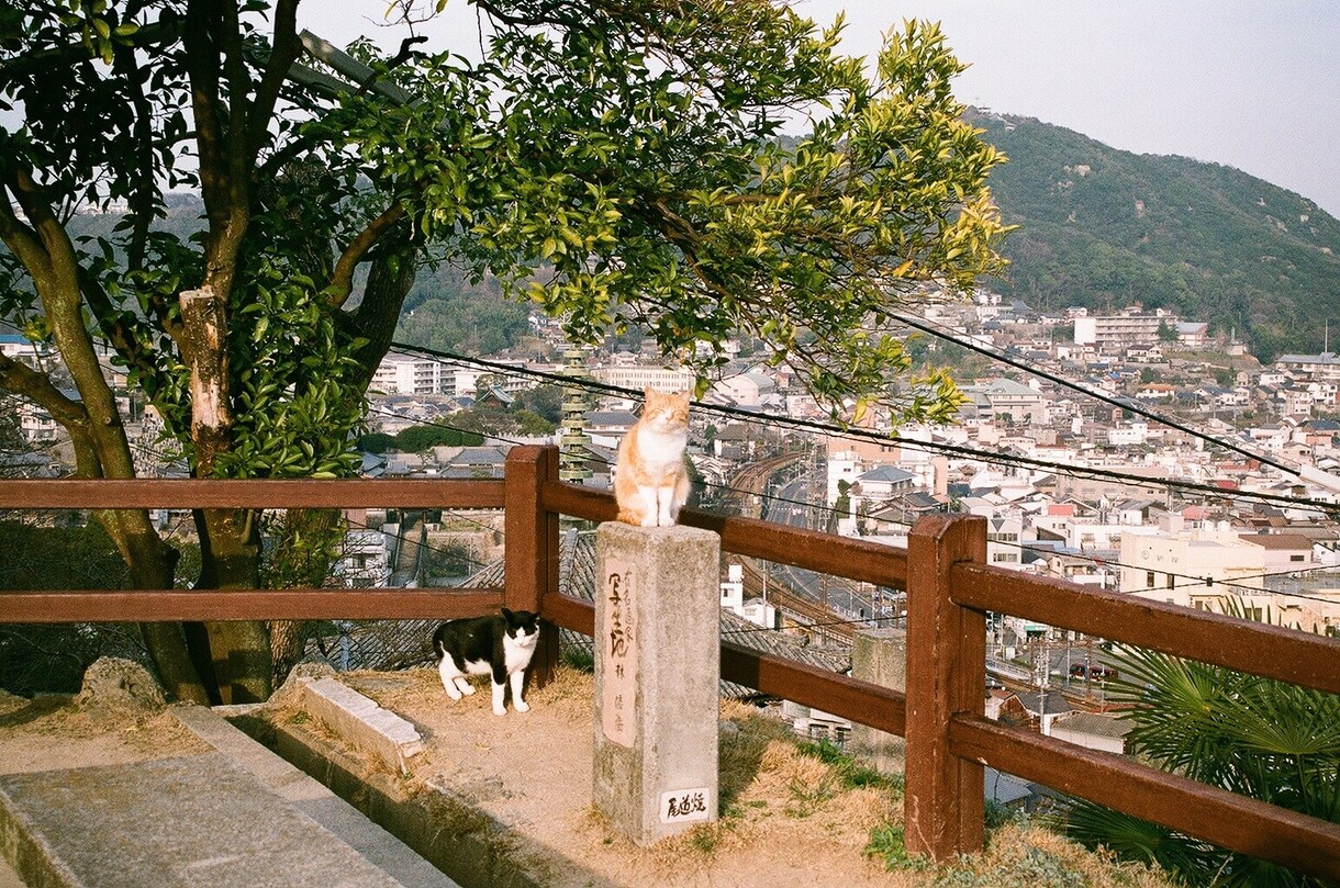 ポートレート、尾道の猫、スナップ写真を販売します 尾道の風景や猫、素敵なポートレートと出会いたいあなたへ イメージ8