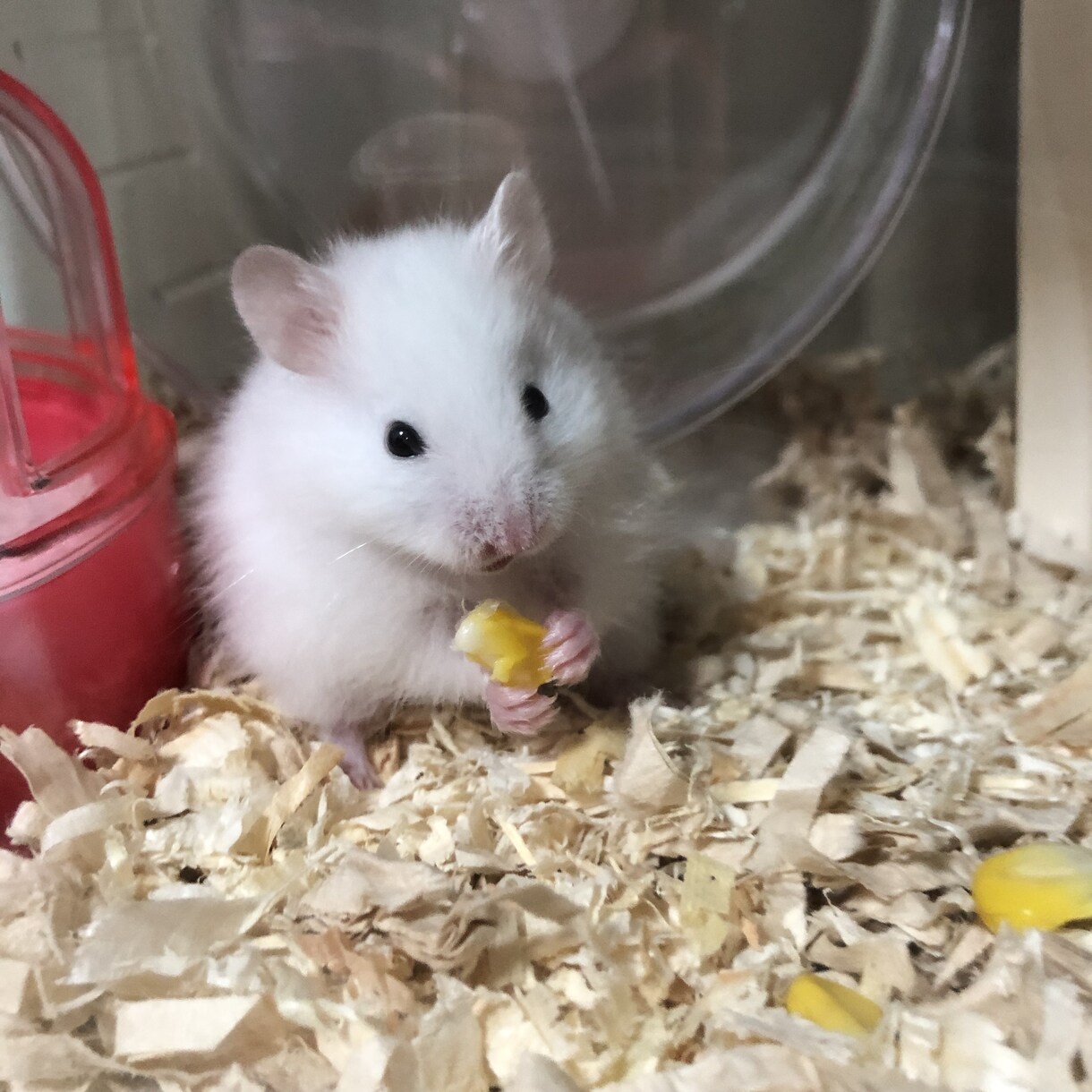 ハムスターの飼い方のアドバイスができます 初めて飼ったハムスターでお困りのことないですか？ イメージ1