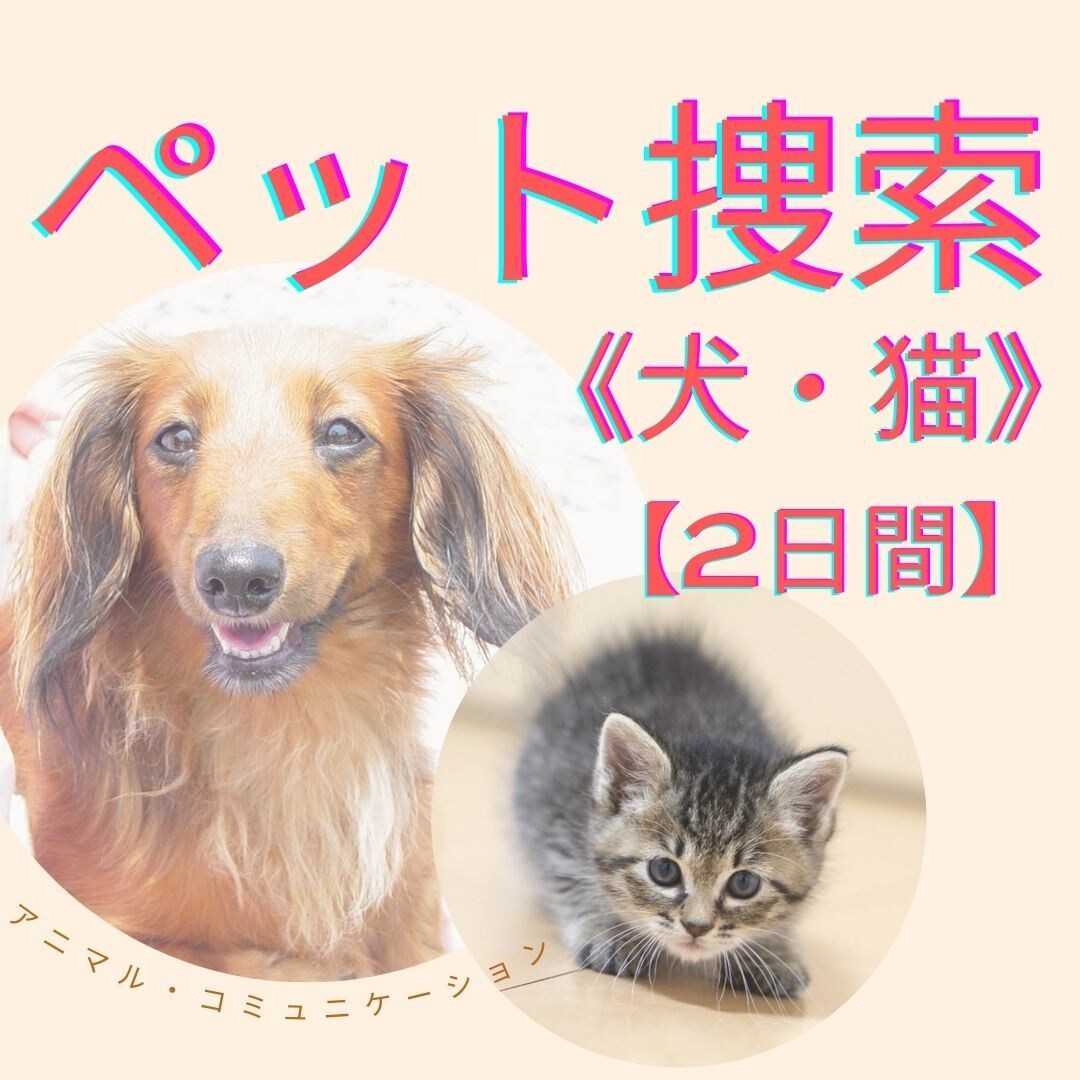 2日間捜索【犬、猫】霊視で行方不明ペットを探します 【霊視で捜索】不明ペット/猫捜索/犬捜索/ペット探偵に協力！