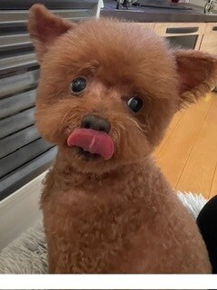 大切なベットの想いをチャネリングでお伝えします 気持ちを知りたい時はペットがあなたに伝えたい事があるのかも イメージ3
