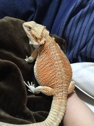 フトアゴヒゲトカゲの飼育について答えます フトアゴヒゲトカゲを飼い方を共有してより良い飼育をしましょう イメージ1