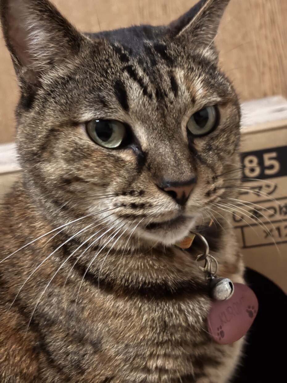 様々なカードたちからのメッセージをお届けします 直感カードリーディングです◎〜助かる命に繋ぐ〜 イメージ4
