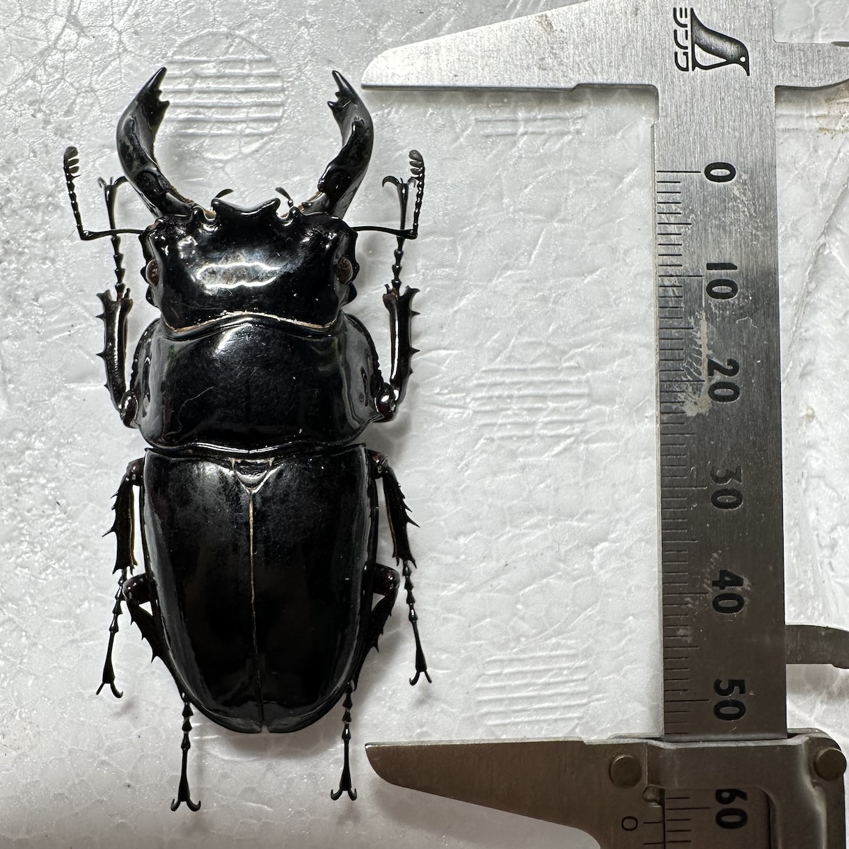 昆虫標本の作成を代行します 屋号名: BOOM INSECT イメージ2