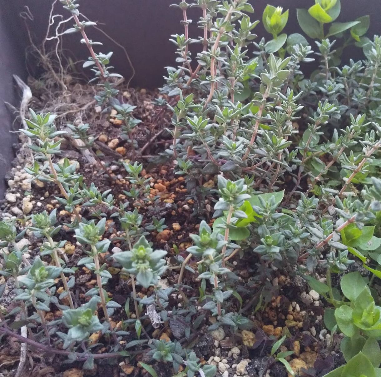 自宅で緑を楽しむ方法を、植物大好きマンが教えます 10年以上の知識・経験で植物の育て方・楽しみ方をサポート！ イメージ6