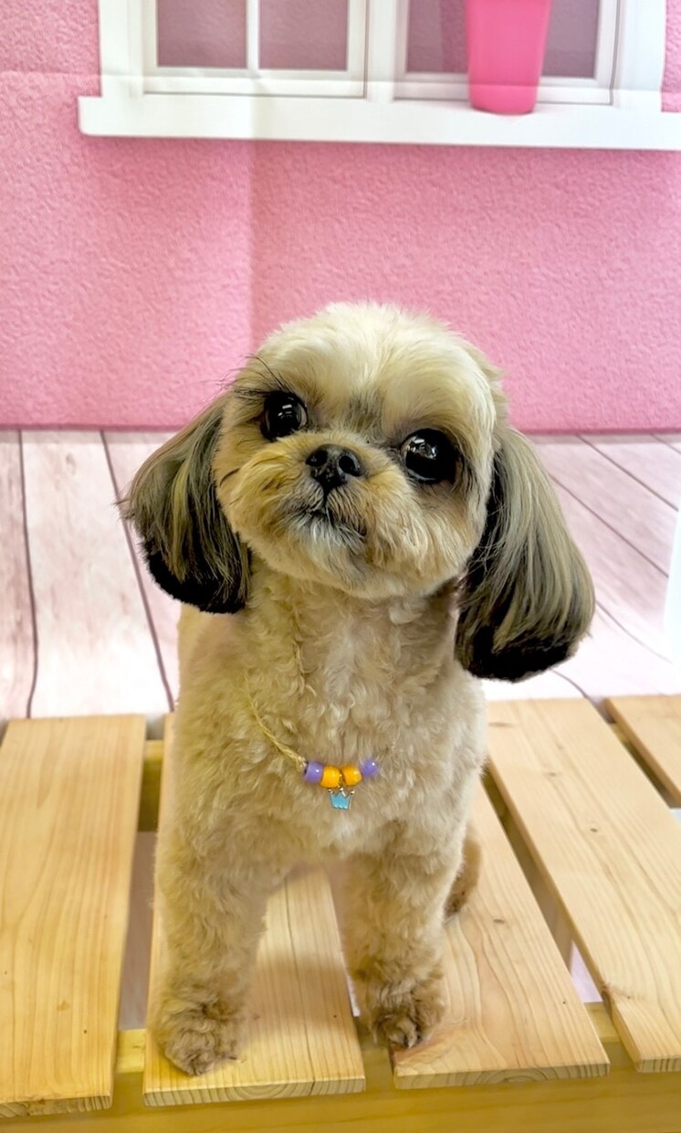 出張トリミング塾〜ご自宅へお伺いいたします トリミング技術を学びながら、愛犬がふわふわモコモコに！ イメージ2
