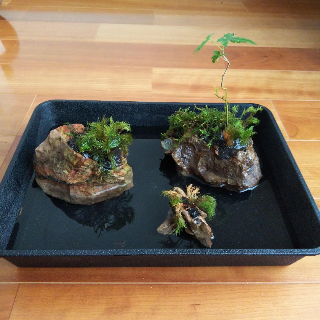 ビオトープつくります メダカなどを育てるためのビオトープを作ります。 イメージ4