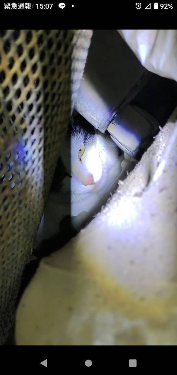 脱走した猫の探し方を状況別に具体的にお伝えします 初動で発見率は大きく変わります。まずは落ち着いて相談を イメージ2