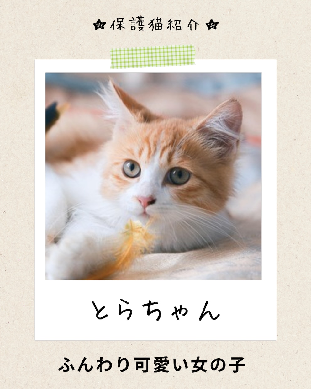猫instagramの投稿や広告画像制作します ねこに特化！イメージに寄り添い丁寧にデザイン制作いたします！ イメージ2
