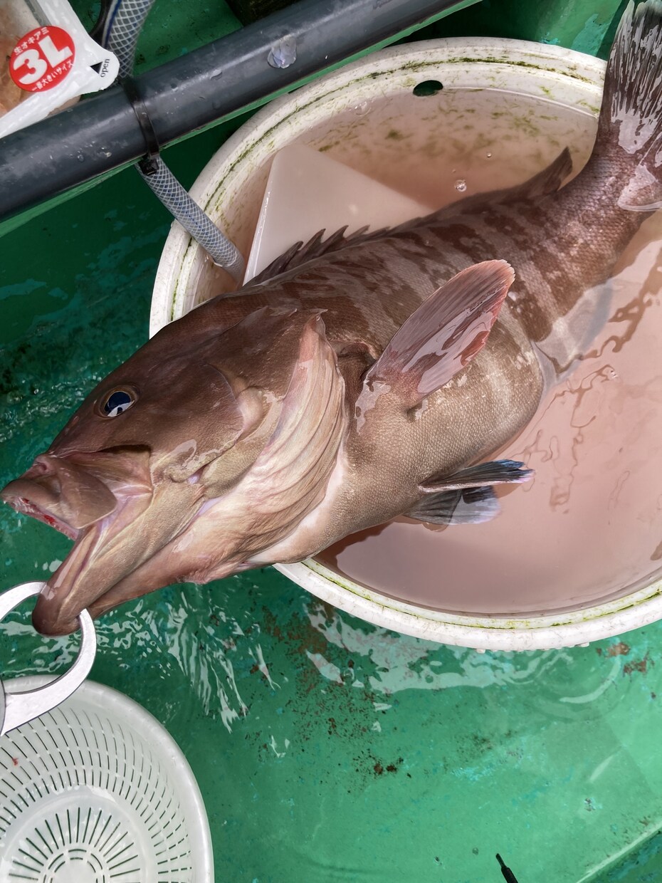初心者〜熟練者まで！釣りの相談のります 動画ではわからない釣具の選び方や良い船宿選定教えます イメージ6