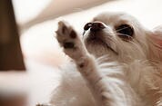 わんちゃんのブログを執筆します わかりやすく、奥が深い記事を作成します イメージ2
