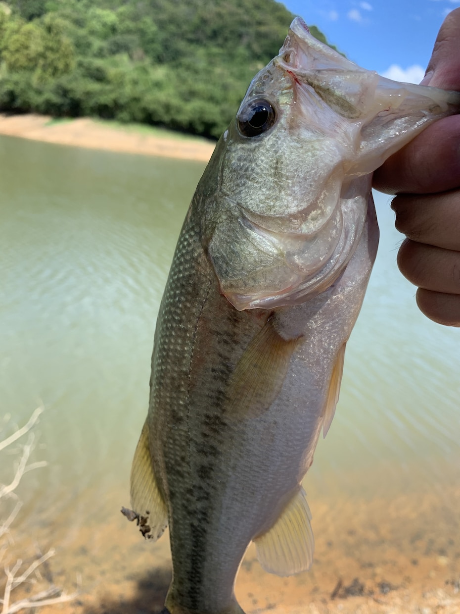 和歌山県御坊市でバス釣りポイント教えます ネットには載っていない和歌山でバス釣りができる野池教えます イメージ4